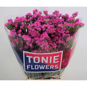 Statice Dark Pink Tonie