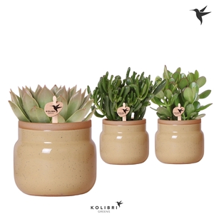 Kolibri Greens Succulenten mix in Vintage Bowl pot khaki