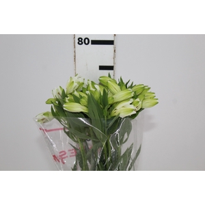 ALSTROEMERIA MISTRAL 080 CM