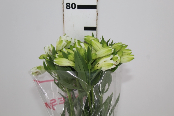 ALSTROEMERIA MISTRAL 080 CM