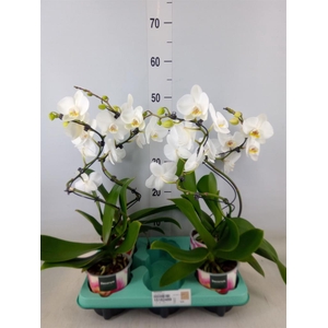 Phalaenopsis   ...