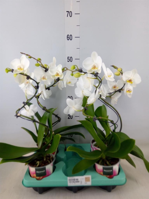 <h4>Phalaenopsis   ...</h4>