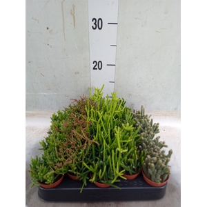 Rhipsalis   ...mix