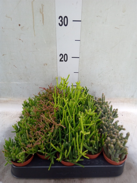 <h4>Rhipsalis   ...mix</h4>