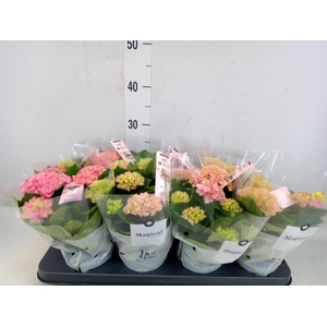 Hydrangea mac. 'Magical Revolution'