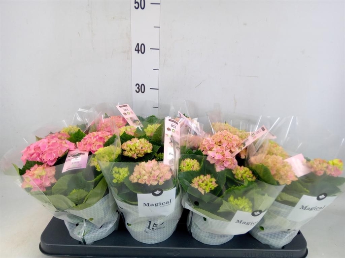 <h4>Hydrangea mac. 'Magical Revolution'</h4>