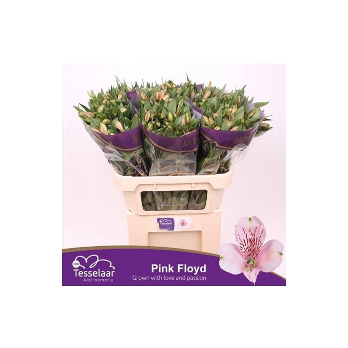 <h4>Alstr Pink Floyd</h4>