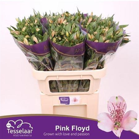 <h4>Alstroemeria Pink Floyd</h4>