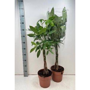 PACHIRA AQUATICA