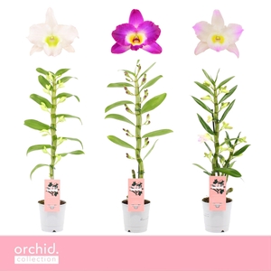 Dendrobium Nobilé, Mix 1-spike 'Orchid Collection'