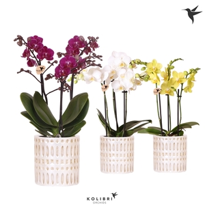 Kolibri Orchids Phalaenopsis mix 3 spike in Mozaiek pot