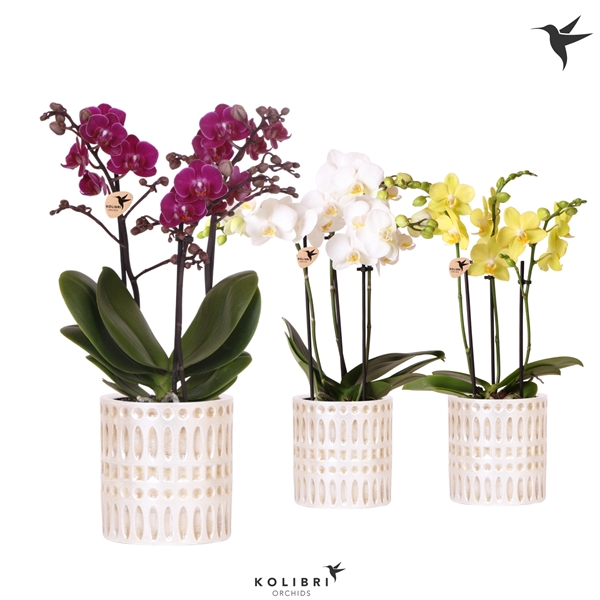 <h4>Kolibri Orchids Phalaenopsis mix 3 spike in Mozaiek pot</h4>