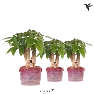 Kolibri Greens Pachira in Aura pot