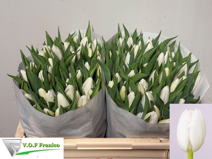 <h4>TU EN WHITE PRINCE</h4>