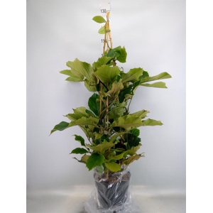 Tetrastigma voinierianum