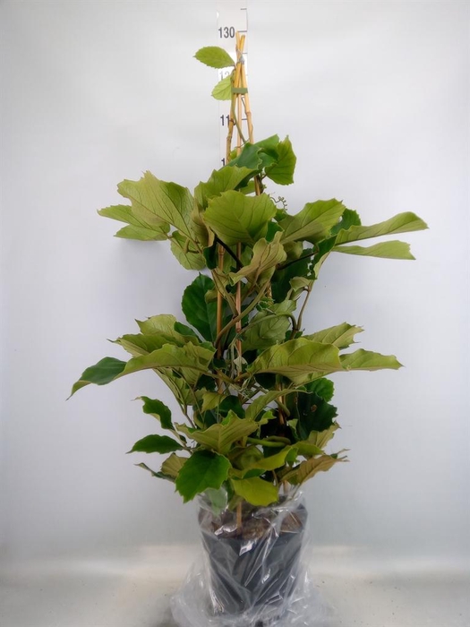 <h4>Tetrastigma voinierianum</h4>