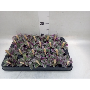 Tradescantia cerinth. 'Sweetness'