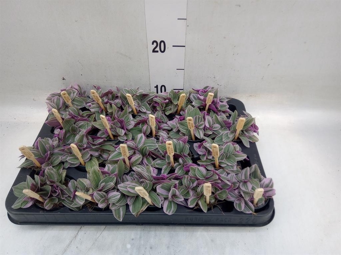 <h4>Tradescantia cerinth. 'Sweetness'</h4>