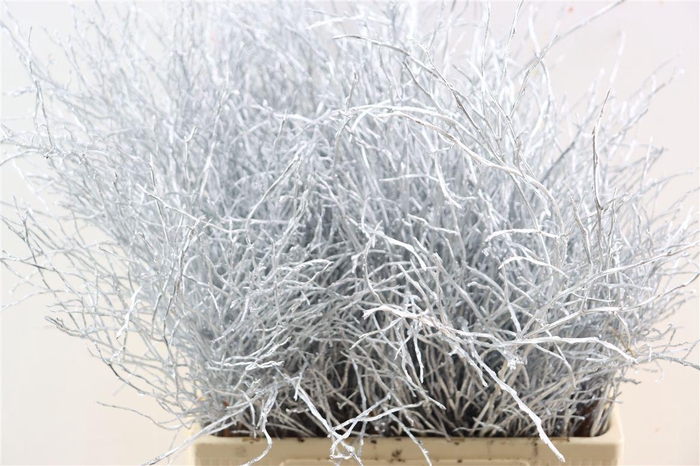 <h4>Vaccinium Kbh Silver</h4>