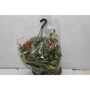 COLUMNEA VARIADO C21