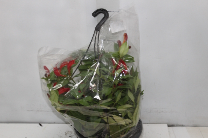 <h4>COLUMNEA VARIADO C21</h4>