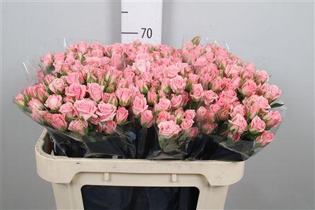 <h4>R Tr Odilia</h4>