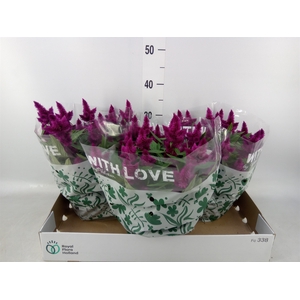 Celosia spic. 'Intenz'