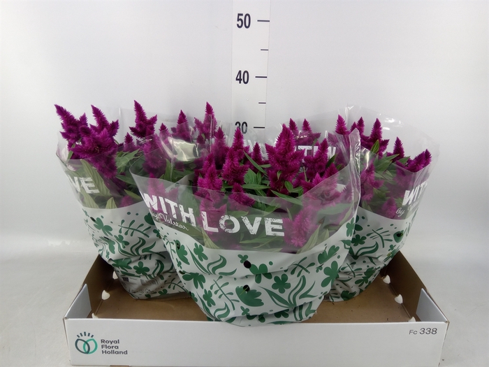 <h4>Celosia spic. 'Intenz'</h4>