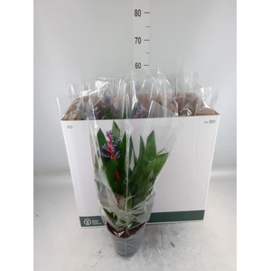 Aechmea  'Blue Rain'