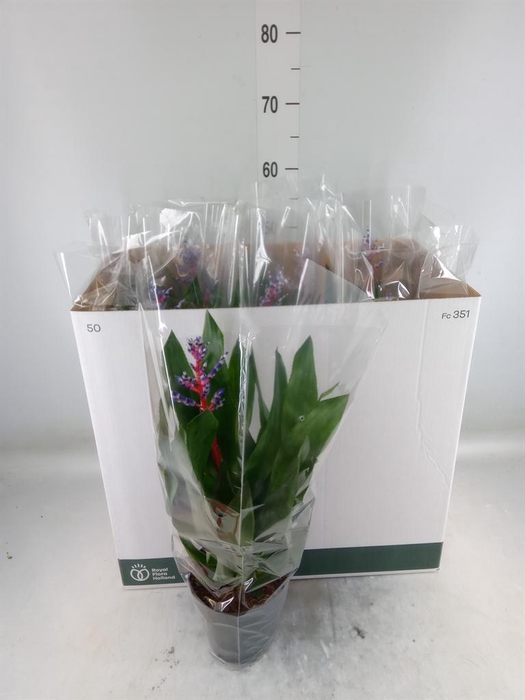 <h4>Aechmea 'Blue Rain'</h4>