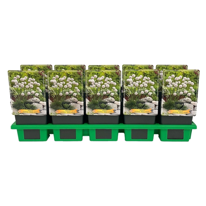 <h4>Armeria maritima</h4>