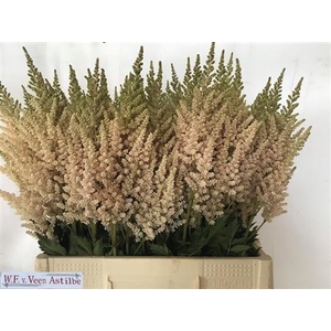 Astilbe C Vi Inferno