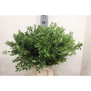 PITTOSPORUM 60CM EXTRA