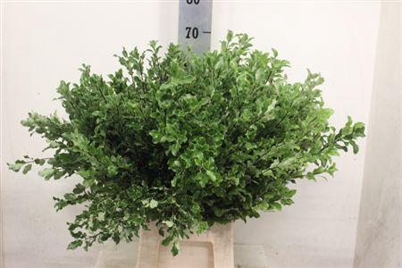 <h4>PITTOSPORUM 60CM EXTRA</h4>