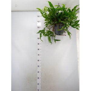 Microsorum diversifolium
