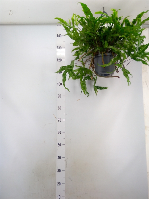 <h4>Microsorum diversifolium</h4>