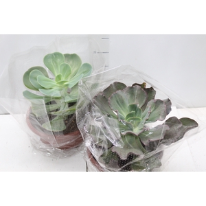ECHEVERIA C21 VARIADO GIGANTES