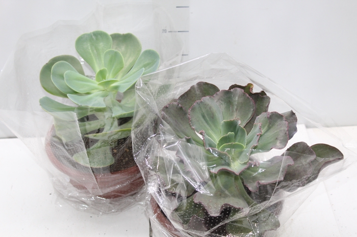 <h4>ECHEVERIA C21 VARIADO GIGANTES</h4>