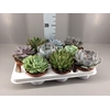 Echeveria   ...mix