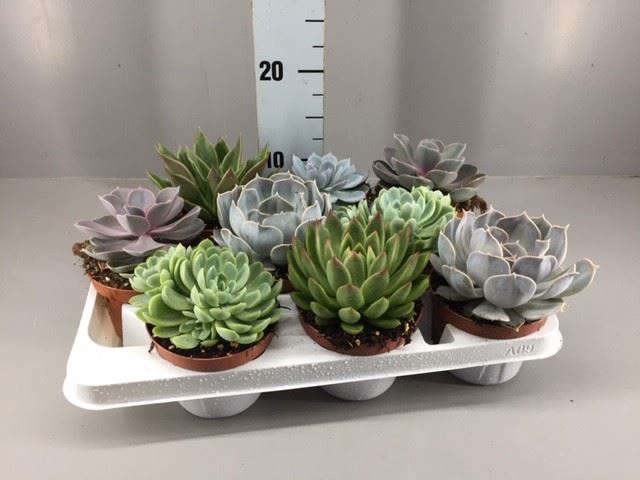 <h4>Echeveria   ...mix</h4>