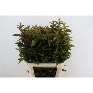 PHYSOCARPUSBLAD BONT 090CM