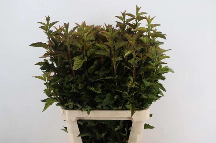 <h4>PHYSOCARPUSBLAD BONT 090CM</h4>