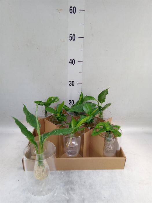 <h4>Planten  ..mix</h4>