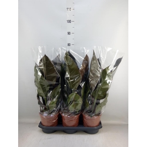 Philodendron  'Imperial Red'