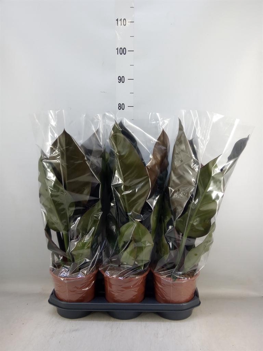 <h4>Philodendron  'Imperial Red'</h4>