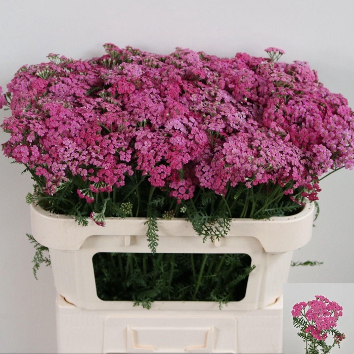 <h4>Achil M Daphne Pink</h4>