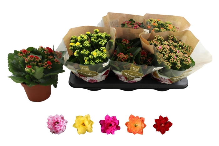 <h4>KAL GE RO GEM 5 KL</h4>