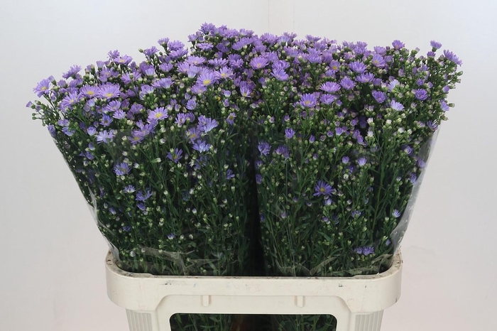 <h4>Aster Cassandra</h4>