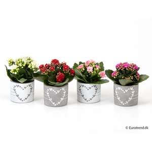 KALANCHOE BLOSSF p6 E 2633