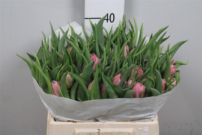 <h4>Tu Du Salmon Price</h4>